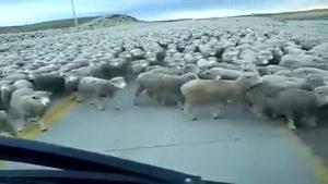 گوسفندان تمام نشدنی