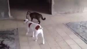 بچه گربه ای که سگشو میگردونه