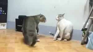 دعوای دو تا گربه