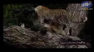 مهربانی عجیب پلنگ با بچه ی شکارش