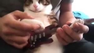 گیتار زدن گربه