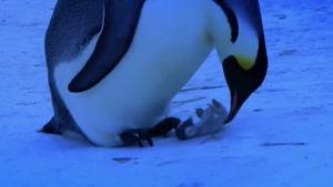 ناراحتی پنگوئن برای مرگ فرزندش