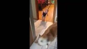 سگی که به کودک تاب بازی یاد میدهد
