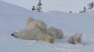 خرس قطبی مهربان