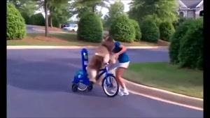 دوچرخه سواری سگ ؟