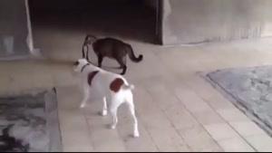 افسار سگ به دست گربه