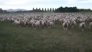 صدای آواز گوسفندان