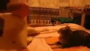 سیلی خوردن  گربه از بچه 
