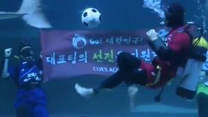 اکواریوم جام جهانی در کره جنوبی
