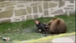 حمله کردن یک خرس به انسان 