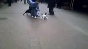 گربه‌ ای که‌ به‌ سگ حمله‌ میکند