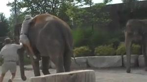 فیل سوار شدن با اعمال شاقه