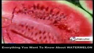 هندوانه در روی سرطان پروستات چه تاثیری دارد؟.
