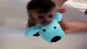 چه قد جیگره این میمون کوچولو