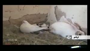 محبت و احساس مادری کبوتر به خرگوش