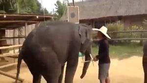 رقصیدن دو فیل