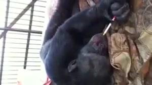 سیگار کشیدن میمون