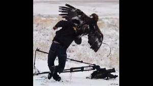 حمله ی عقاب به انسان