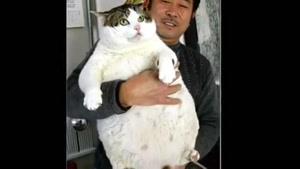 چاق ترین گربه ی جهان