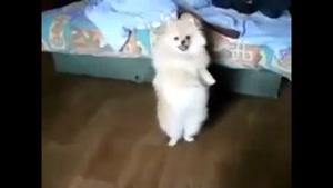گربه ی رقاص !!!