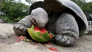 هندوانه خوردن لاکپشت