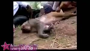 بچه میمون از مرگ مادرش غصه میخوره