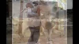 بزرگترین سگهای سرابی ایران