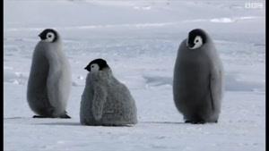 پنگوئن جاسوس