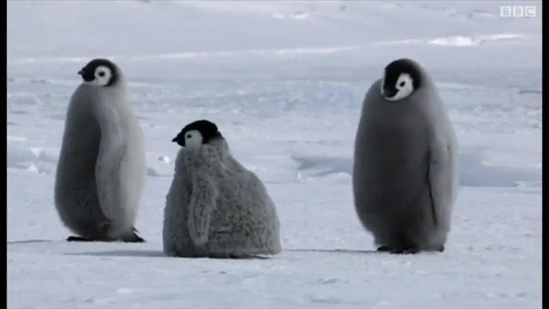Поднимать пингвинов в антарктиде вакансии. Переворачиватель пингвинов. Переворачиватель пингвинов профессия. Переворачиватель пингвинов зарплата. Переворачивать пингвинов.