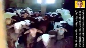 گوسفندهای ناقلا