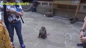 میمون زرنگ
