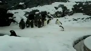 پنگوئن های بامزه