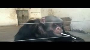 شامپانزه سیگاری