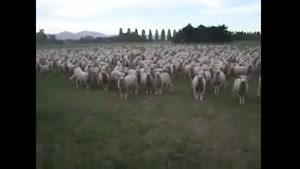 گروه سرود گوسفندها