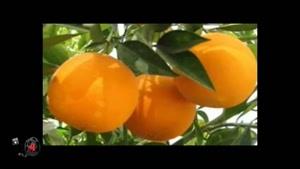 خواص میوه ها - پرتقال