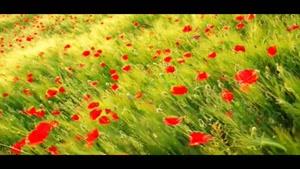 عیشم مدام است از لعل دلخواه