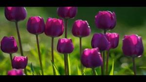  ای پادشه خوبان داد از غم تنهایی