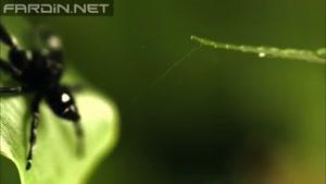 لحظه شکار مگس توسط عنکبوت