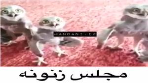 مجلس زنونه =))