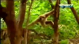 میمون شجاع و بازیگوش