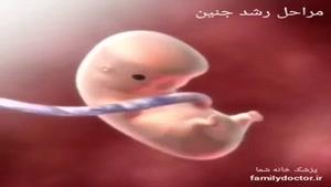 مراحل رشد و تکامل جنین