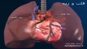 عملکردقلب و ریه انسان