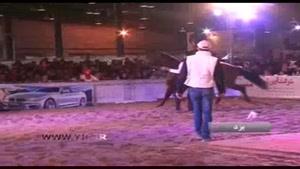 برگزاری نخستین حراج عمومی اسب در یزد