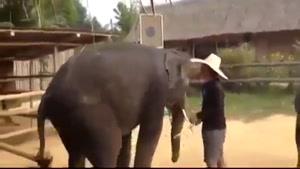 رقص فیل ها