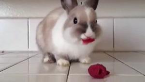 خرگوش بامزه