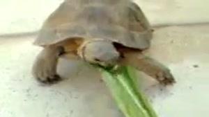 غذادادن به لاکپشت