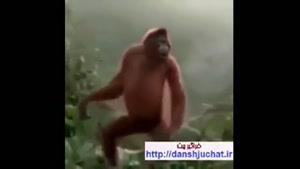 عربی رقصیدن میمون