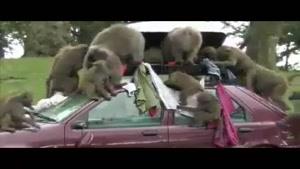 حمله ی میمون ها به ماشین در باغ وحش