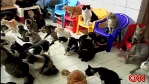 زنی از بیش از صد گربه در یک اتاق نگه داری میکند !