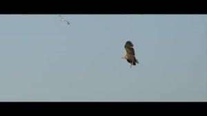 ویدئوی دیدنی از قدرت پرواز و ماهیگیری عقاب